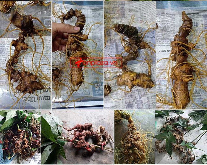 sam-ngoc-linh-8-9-nam-tuoi-7-den-10-cu-kg-NS355_02