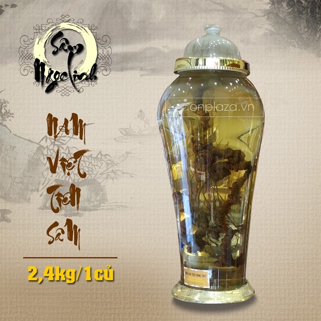 Bình Sâm Ngọc Linh (loại 2,4kg/1 củ)