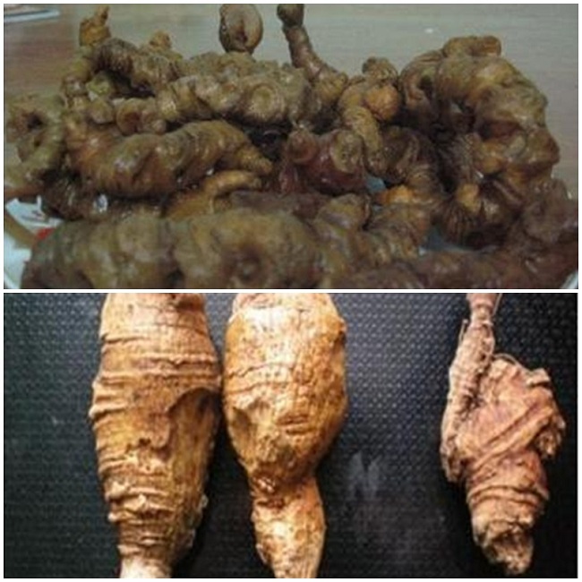 Củ ráy thường được làm giả sâm Ngọc Linh