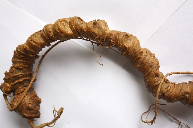 Tam thất Hoang thân dẹp, vỏ dày