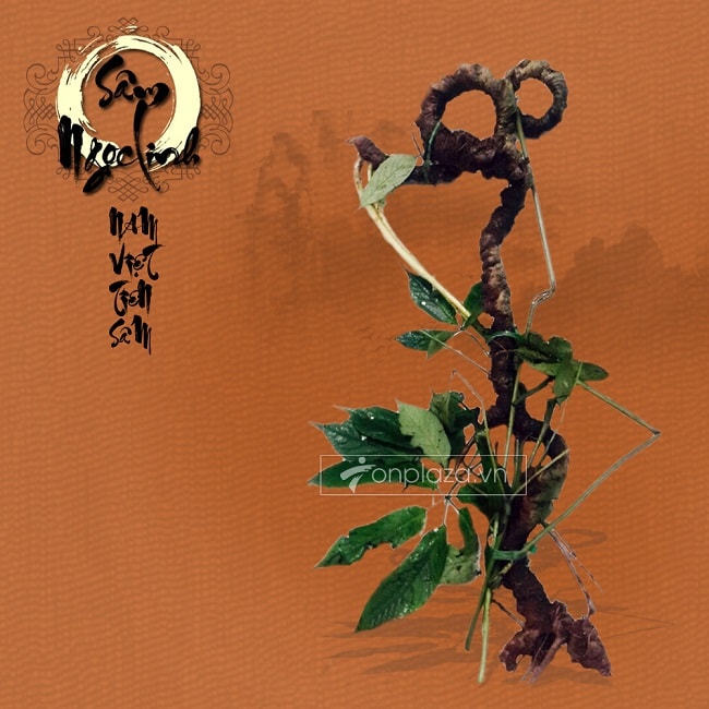 [Image: sam-ngoc-linh-tu-nhien-co-gia-rat-cao.jpg]