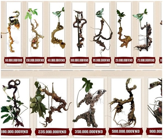 [Image: sam-ngoc-linh-tu-nhien-duoc-vi-nhu-dong-...y-tang.jpg]