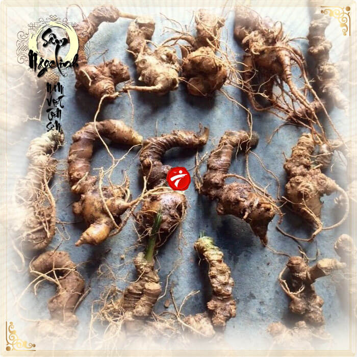 Sâm Ngọc Linh trồng Quảng Nam loại 10 củ/kg NS341