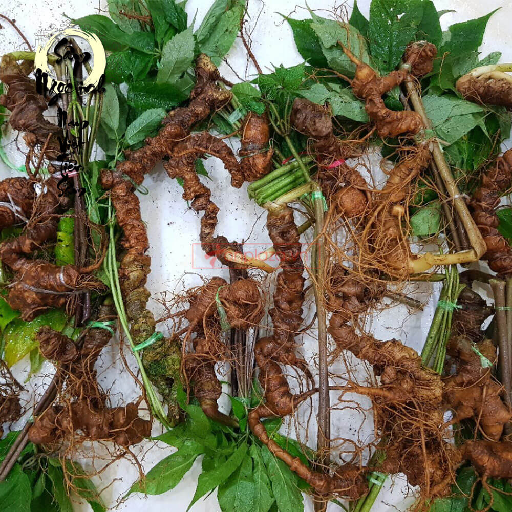 sam-ngoc-linh-8-10-nam-tuoi-50-g-2-4-cu-NS179