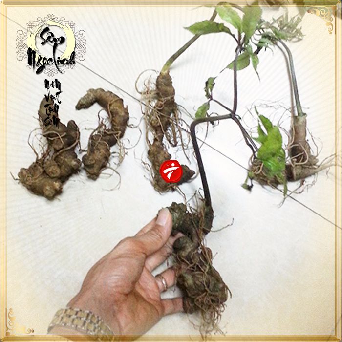 Sâm Ngọc Linh trồng chất lượng cao loại 10 - 20 củ/1 kg