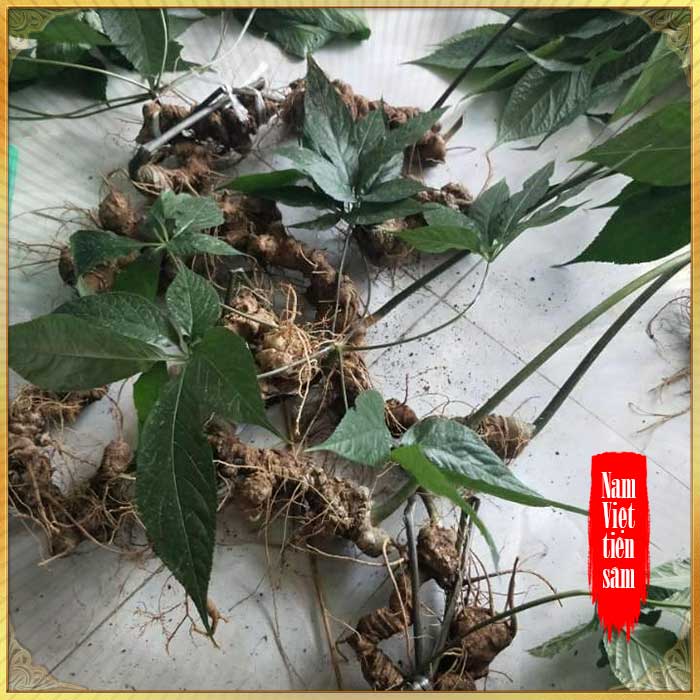 Sâm Ngọc Linh loại 1 tuổi từ 10 - 20 năm 4 đến 7củ /kg NS180 10