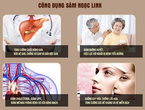 Sâm Ngọc Linh có công dụng tuyệt vời đối với sức khỏe