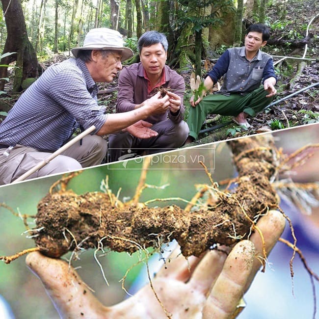 Bài thuốc sâm Ngọc Linh rừng chữa bệnh của đồng bào Xê Đăng