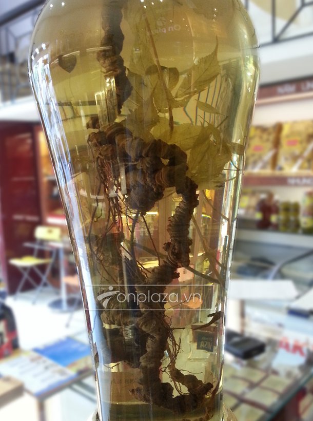 Bình Sâm Ngọc Linh (loại 2,4kg/1 củ) 2