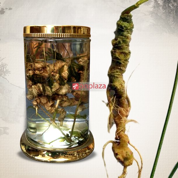 Bình sâm Ngọc Linh 45 năm tuổi loại 1kg 10 – 13 củ 2