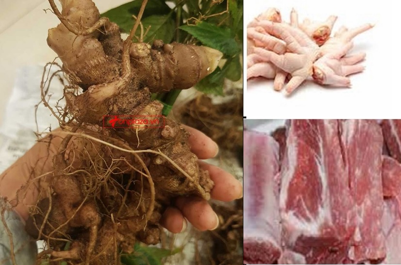 Sử dụng sâm Ngọc Linh ninh sườn heo là món ăn bổ dưỡng cho cả gia đình vào cuối tuần