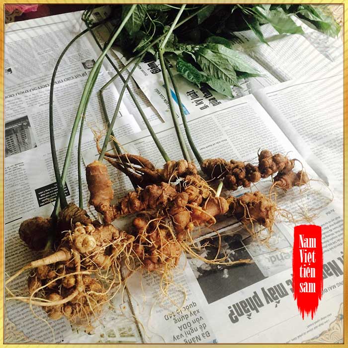 Sâm ngọc linh 5 năm tuổi 11 đến 16 củ/1 kg NS226