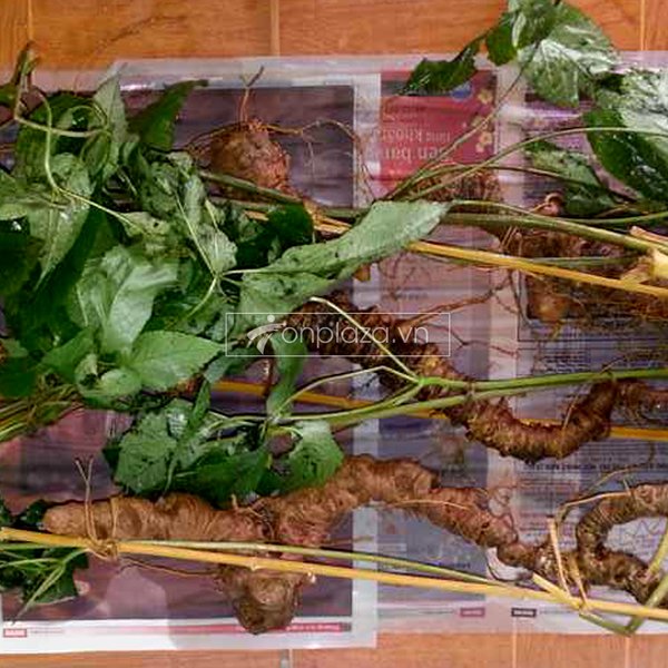Sâm ngọc linh 8-10 năm tuổi 1 lạng 2-4 củ 3