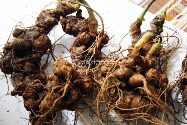 Sâm ngọc linh 8-10 năm tuổi 1 lạng 2-4 củ 4