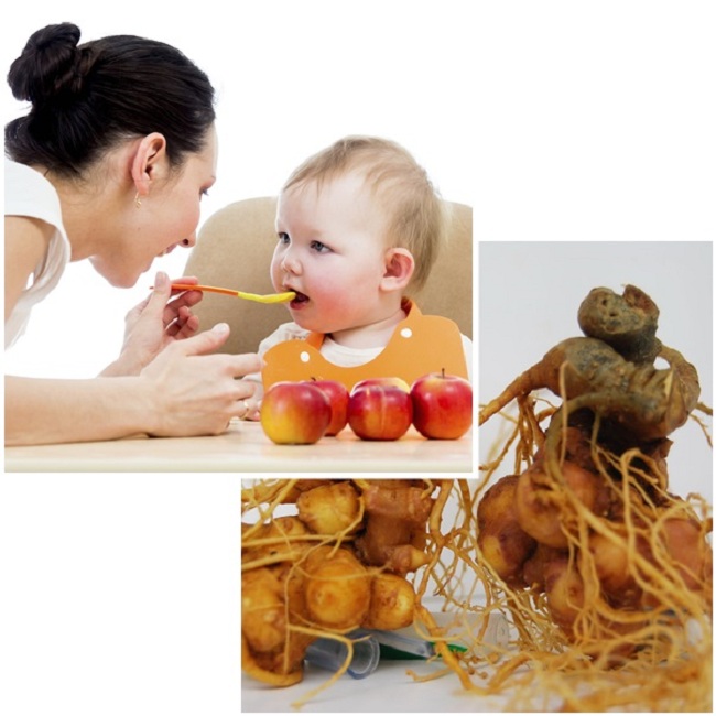 Cách chế biến sâm ngọc linh cho trẻ bị còi xương