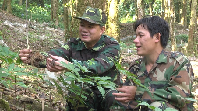 Trồng sâm Ngọc Linh ở Quảng Nam, Kon Tum mang hi vọng mới cho giống sâm Ngọc Linh