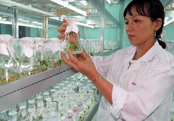 Kỹ thuật trồng sâm Ngọc Linh trong phòng thí nghiệm