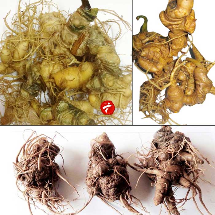 Sâm Ngọc Linh trồng Quảng Nam loại 10 củ/kg NS341 3