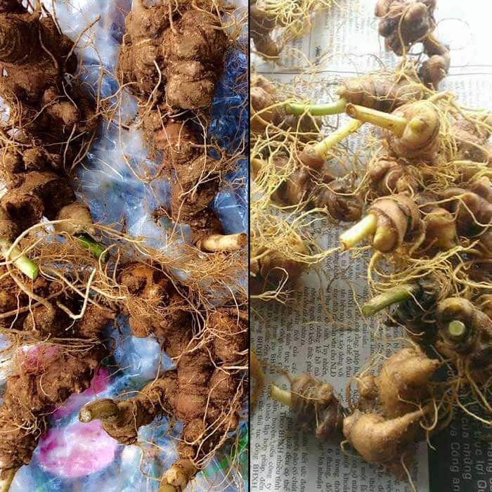 Sâm Ngọc Linh trồng Quảng Nam loại 10 củ/kg NS341 1