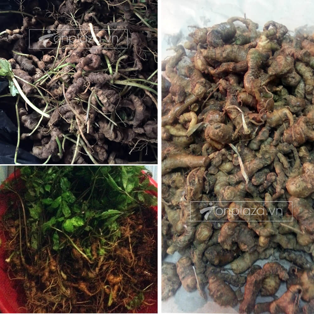 Sâm ngọc linh 5 năm tuổi loại 500g NS226 2