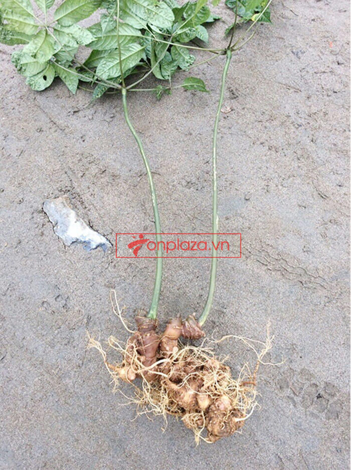 Sâm Ngọc Linh trồng cao cấp loại 30 năm tuổi 1,2 kg/củ 1