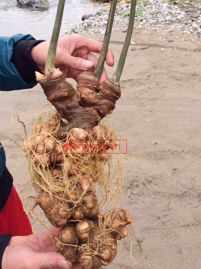 Sâm Ngọc Linh trồng cao cấp loại 30 năm tuổi 1,2 kg/củ 2