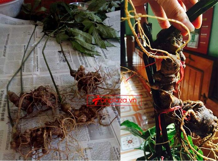 sam-ngoc-linh-5-nam-tuôi-11-den-16-cu-1-kg-NS226_02