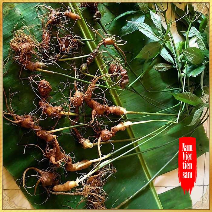 Sâm Ngọc Linh 8 - 10 năm tuổi 20 củ/kg NS179