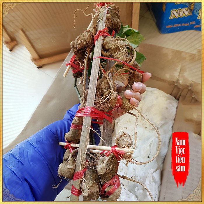 Sâm Ngọc Linh loại thượng hạng 0,8 đến 1kg/1 củ NS657