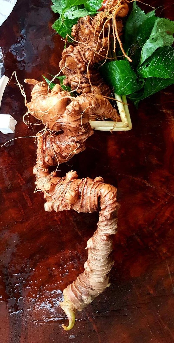 Đại gia sẵn sàng chi cả 400 triệu đồng cho củ sâm Ngọc Linh 6 lạng 7