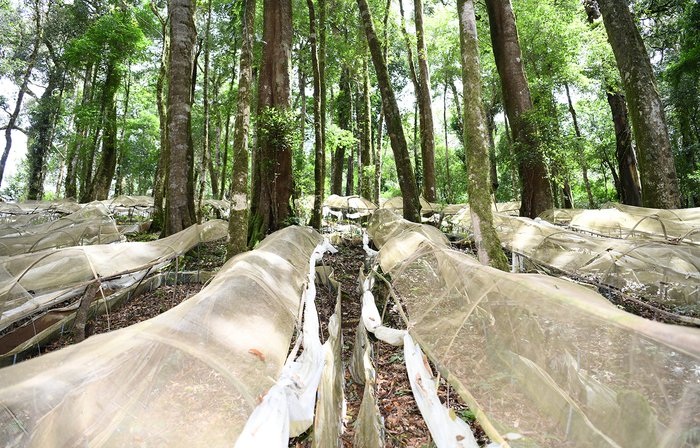 đề án phát triển sâm ngọc linh được chính phủ phê duyệt