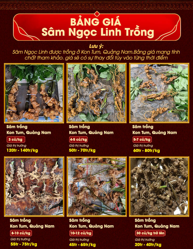 Bảng giá sâm ngọc linh trồng tại Cửa hàng sâm núi Ngọc Linh