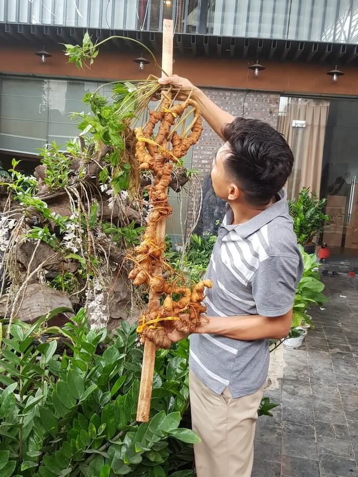 Cận cảnh củ sâm Ngọc Linh khủng 2,7kg