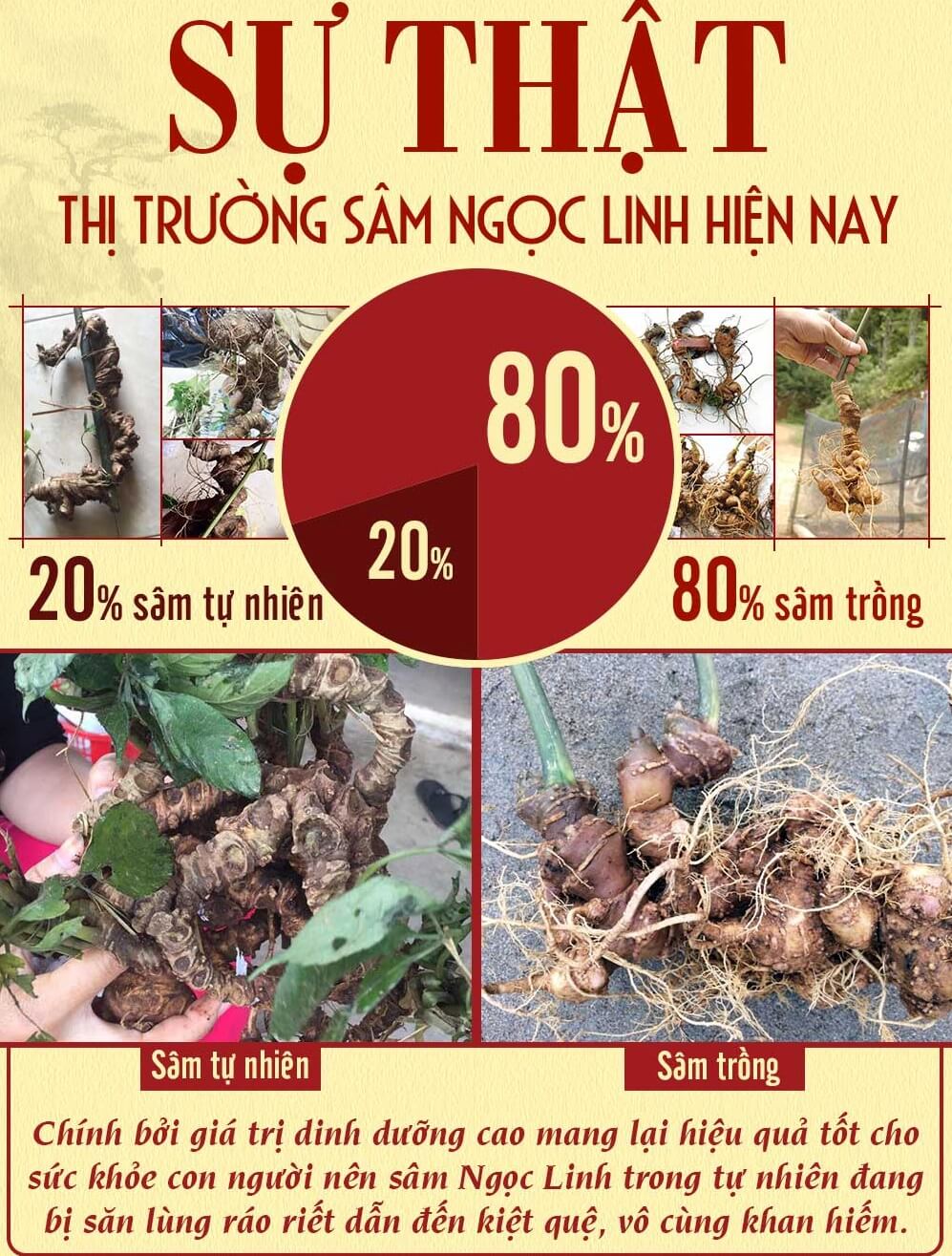 Sự thật thị trường sâm ngọc linh hiện nay