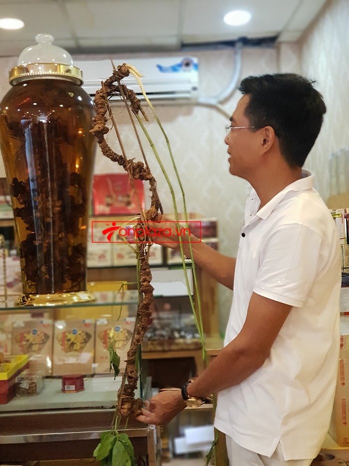Bình rượu sâm Ngọc Linh thượng hạng số 89 - 5 lít 2