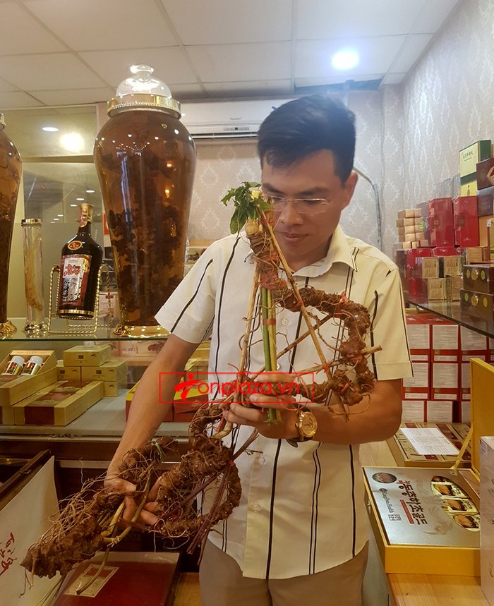 Bình rượu sâm Ngọc Linh thượng hạng số 89 - 5 lít 5