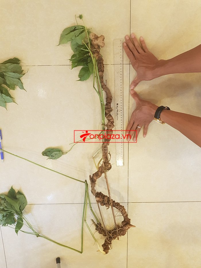 Bình rượu sâm Ngọc Linh thượng hạng số 89 - 5 lít 6