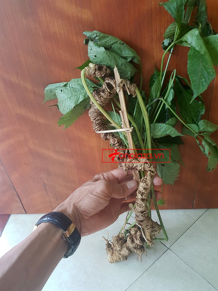 Bình rượu sâm Ngọc Linh thượng hạng số 89 - 5 lít 8