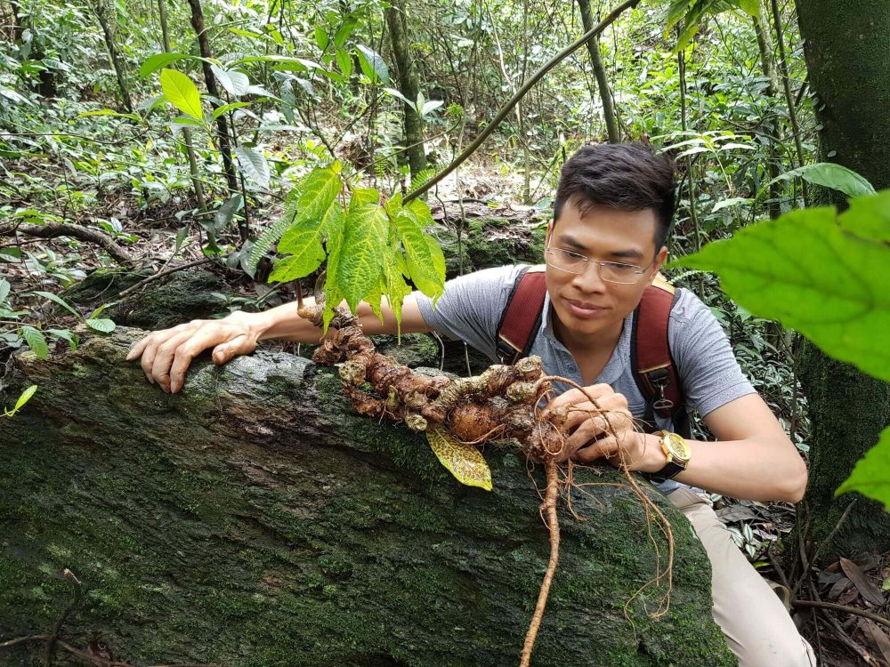 Hình ảnh củ sâm ngọc linh tự nhiên trên đỉnh núi Kon Tum