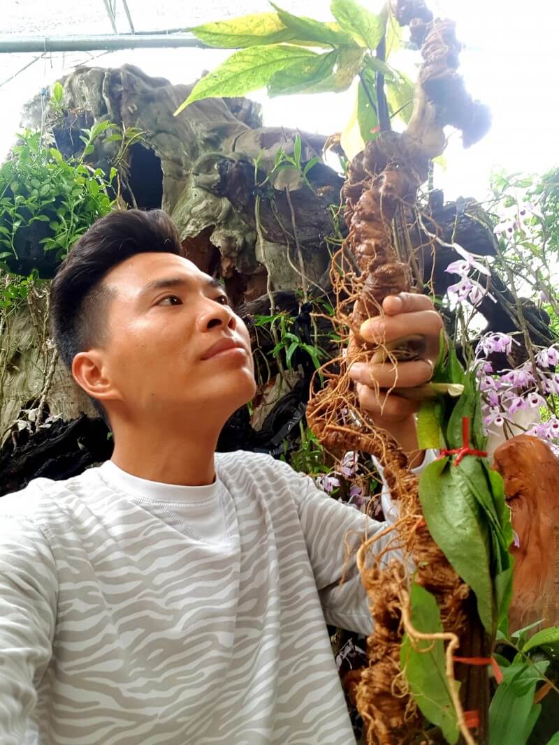 Bình rượu sâm ngọc linh nguyên củ 100 năm tuổi 22 củ sâm ngọc linh 4