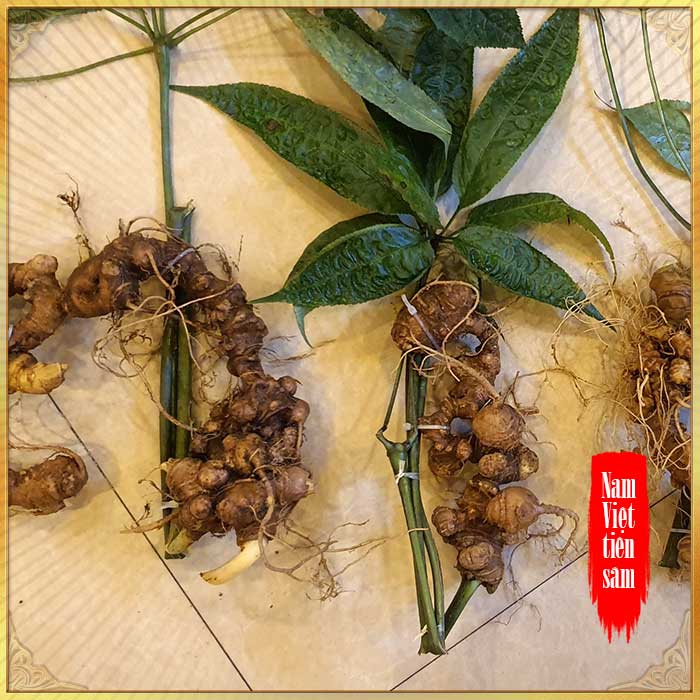 Sâm Ngọc Linh trồng 15 - 20 năm tuổi, 5 củ 1kg